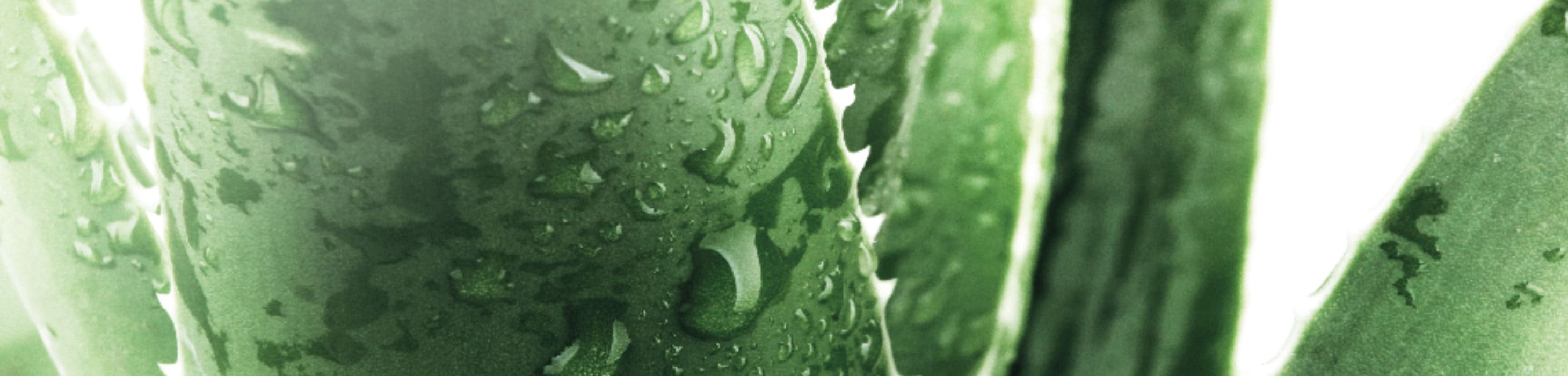 Primo piano di una foglia di aloe vera su sfondo neutro bianco.